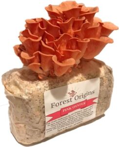 forest origins pink oyster mushroom grow kit, beginner friendly & easy to use, grows in 10 days | handmade in california, usa | top gardening gift, holiday gift & unique gift
