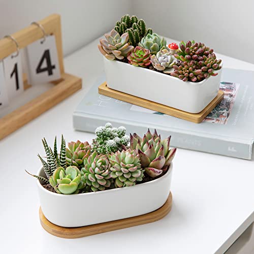 Greenaholics Succulents Planter Pots Set of 2-6.3 Inch Rectangular White Ceramic Flower Plant Pots Indoor Rectangle Pots for Plants with Bamboo Trays and Drainage Hole for Small Succulents Cactus