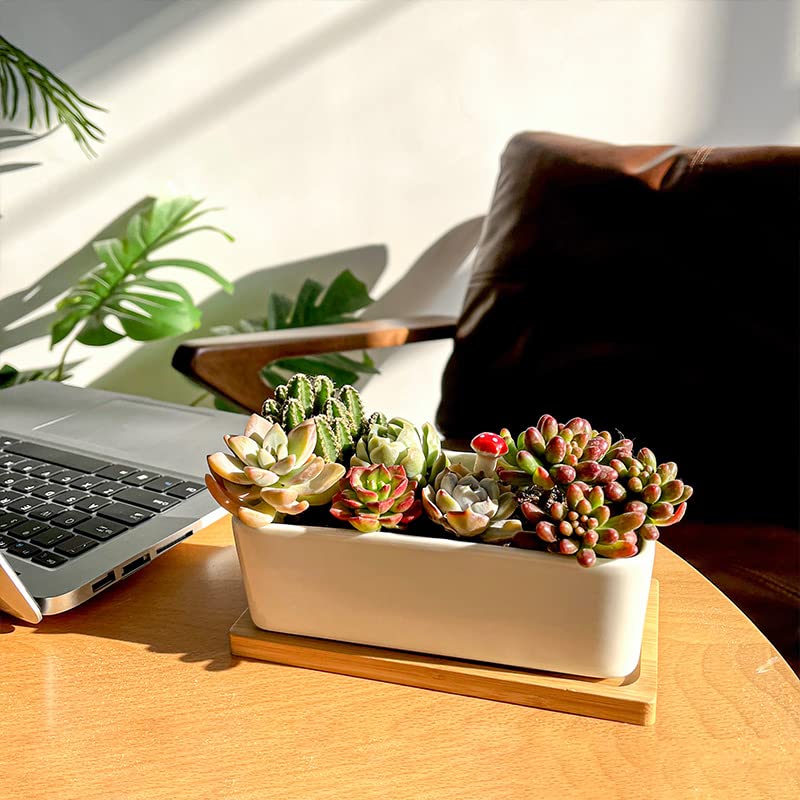 Greenaholics Succulents Planter Pots Set of 2-6.3 Inch Rectangular White Ceramic Flower Plant Pots Indoor Rectangle Pots for Plants with Bamboo Trays and Drainage Hole for Small Succulents Cactus