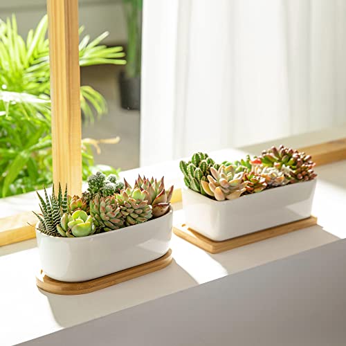 Greenaholics Succulents Planter Pots Set of 2-6.3 Inch Rectangular White Ceramic Flower Plant Pots Indoor Rectangle Pots for Plants with Bamboo Trays and Drainage Hole for Small Succulents Cactus