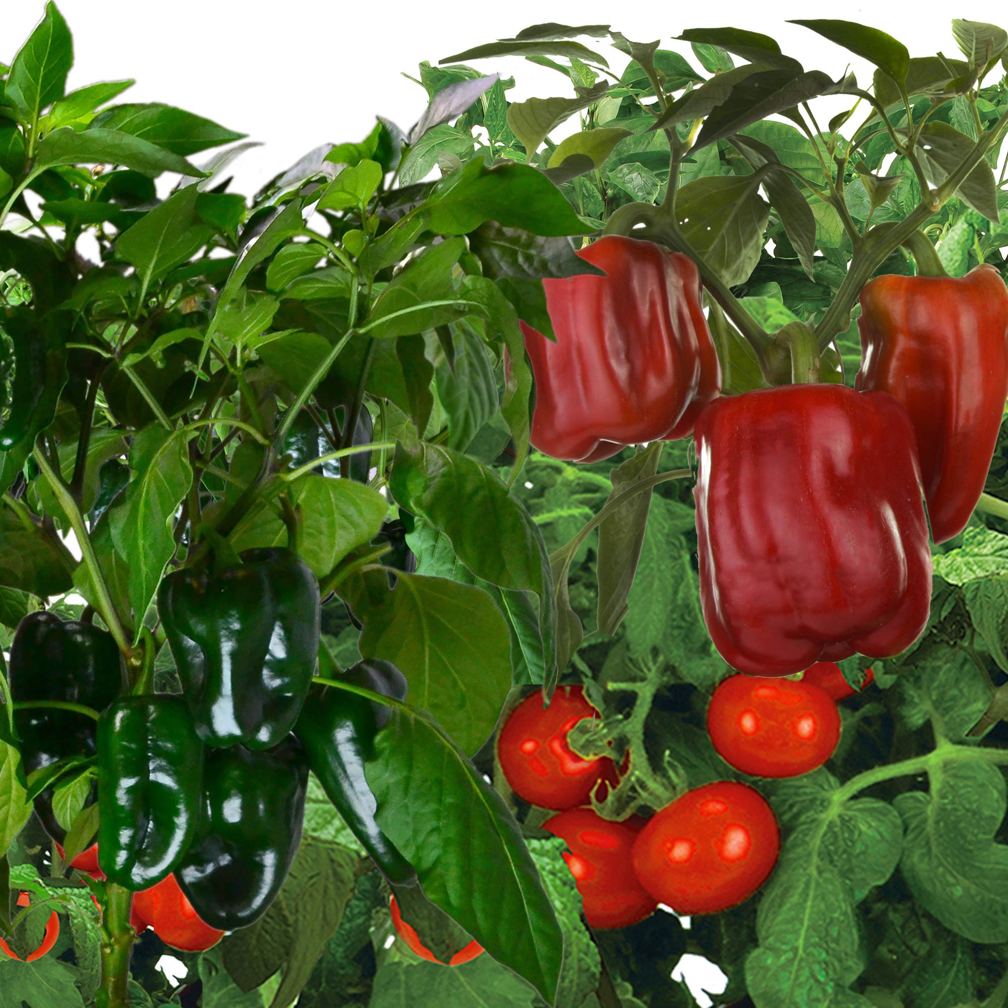 AeroGarden Jumbo Veggies Seed Pod Kit - Mega Cherry Tomato, Poblano Pepper, and Sweet Bell Pepper Seed Pods for Tall Gardens