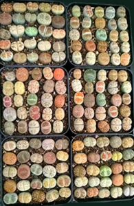 micro landscape design lithops 25 seeds with high germination freshly harvest with mini live lithops and germination kit (lithops seed mix + mini plant + kit)