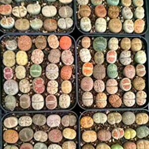 Micro Landscape Design Lithops 25 Seeds with High Germination Freshly Harvest with Mini Live Lithops and Germination Kit (Lithops Seed Mix + Mini Plant + Kit)