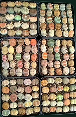 Micro Landscape Design Lithops 25 Seeds with High Germination Freshly Harvest with Mini Live Lithops and Germination Kit (Lithops Seed Mix + Mini Plant + Kit)