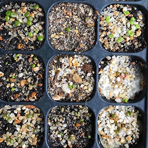 Micro Landscape Design Lithops 25 Seeds with High Germination Freshly Harvest with Mini Live Lithops and Germination Kit (Lithops Seed Mix + Mini Plant + Kit)