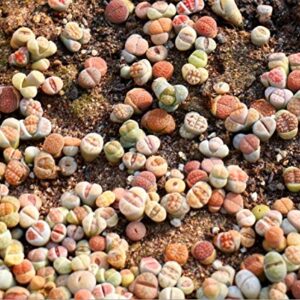 Micro Landscape Design Lithops 25 Seeds with High Germination Freshly Harvest with Mini Live Lithops and Germination Kit (Lithops Seed Mix + Mini Plant + Kit)