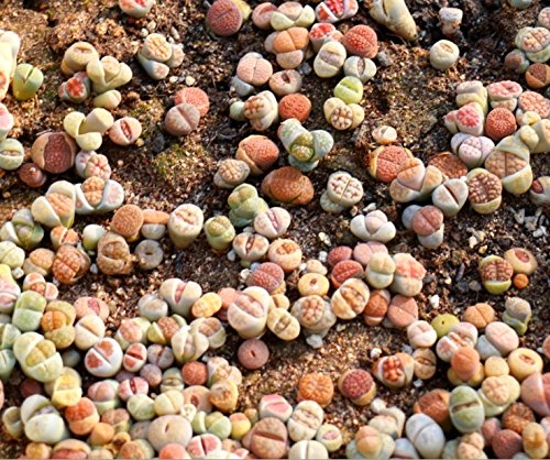 Micro Landscape Design Lithops 25 Seeds with High Germination Freshly Harvest with Mini Live Lithops and Germination Kit (Lithops Seed Mix + Mini Plant + Kit)