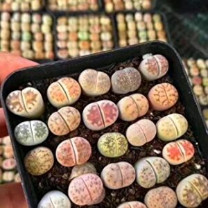 Micro Landscape Design Lithops 25 Seeds with High Germination Freshly Harvest with Mini Live Lithops and Germination Kit (Lithops Seed Mix + Mini Plant + Kit)