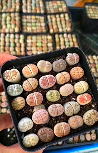 Micro Landscape Design Lithops 25 Seeds with High Germination Freshly Harvest with Mini Live Lithops and Germination Kit (Lithops Seed Mix + Mini Plant + Kit)