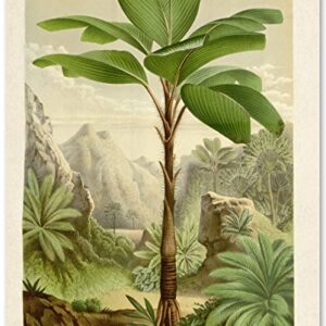 Verschaffeltia Splendida Palm Botanical Illustration - 11x14 Unframed Art Print - Makes a Great Wall Decor for Bathrooms and Bedrooms Under $15