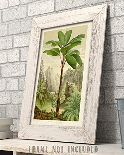 Verschaffeltia Splendida Palm Botanical Illustration - 11x14 Unframed Art Print - Makes a Great Wall Decor for Bathrooms and Bedrooms Under $15