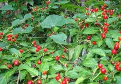 Heirloom Chile CHILTEPIN CHILI PEPPER✿50 SEEDS✿Extremely HOT✿FLAT