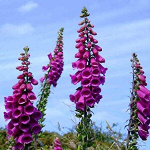 8,000 Foxglove Mix Seeds (Digitalis Purpurea) - by Seeds2Go