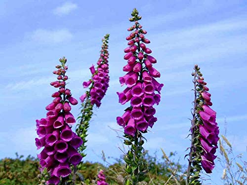 8,000 Foxglove Mix Seeds (Digitalis Purpurea) - by Seeds2Go