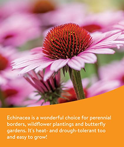 Burpee Wildflower Seed Mix for Pollinators