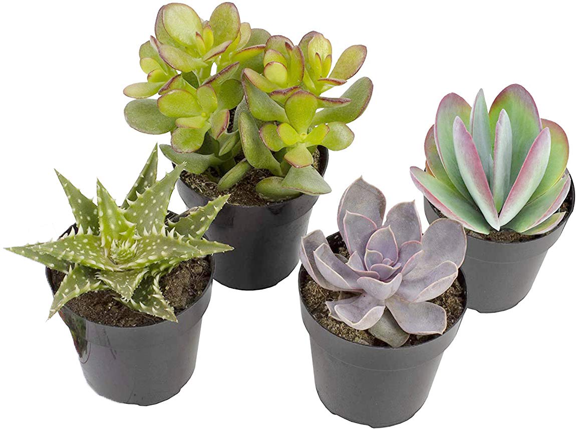 Altman Plants, Live Succulents Plants Live Houseplants (4PK), Succulent Plant Lover Gifts, Live Indoor Plants in Potting Soil, Live Plants Indoor Cactus Plants Live Succulent Plants Live House Plants