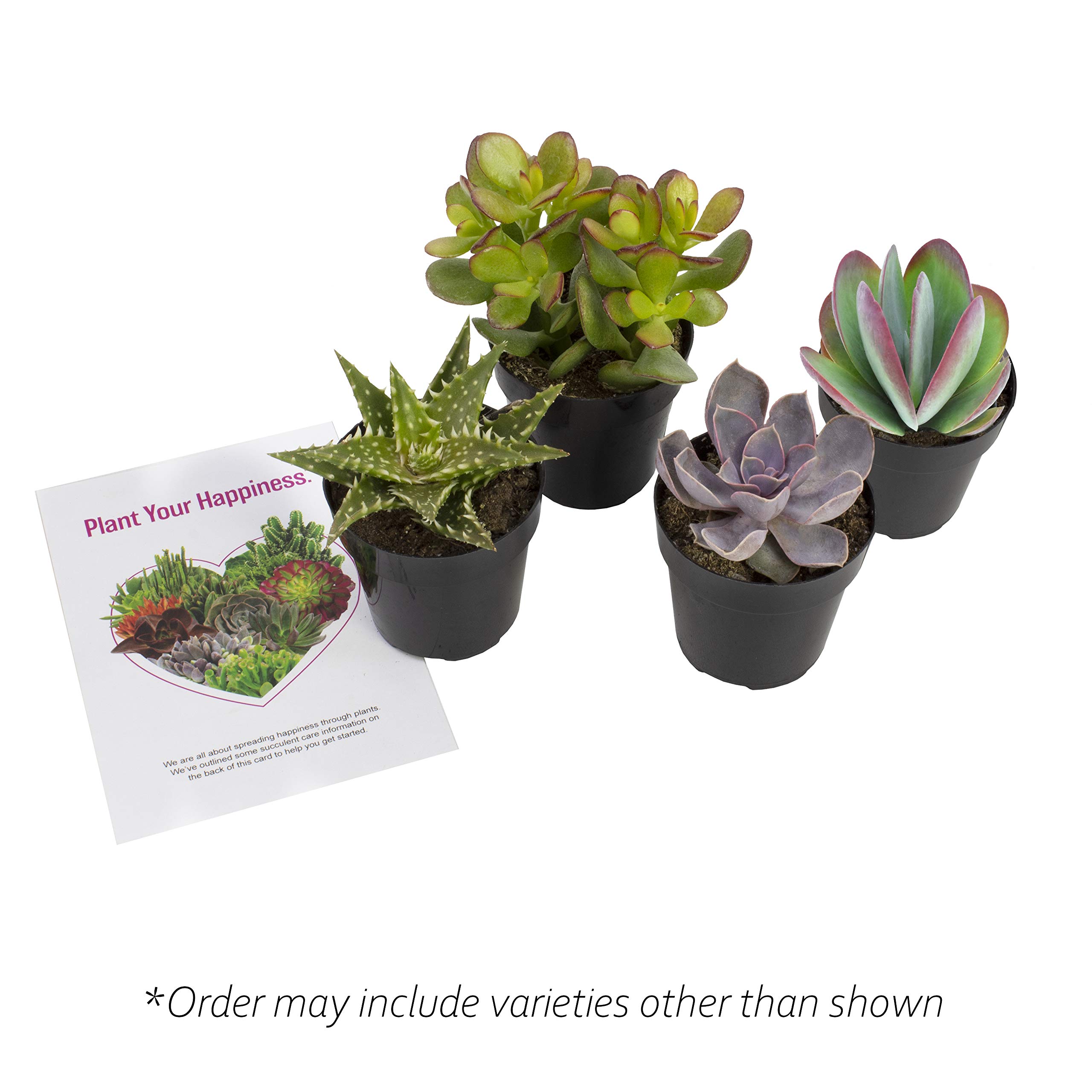 Altman Plants, Live Succulents Plants Live Houseplants (4PK), Succulent Plant Lover Gifts, Live Indoor Plants in Potting Soil, Live Plants Indoor Cactus Plants Live Succulent Plants Live House Plants