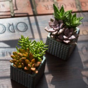 Altman Plants, Live Succulents Plants Live Houseplants (4PK), Succulent Plant Lover Gifts, Live Indoor Plants in Potting Soil, Live Plants Indoor Cactus Plants Live Succulent Plants Live House Plants