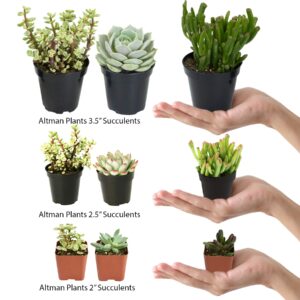 Altman Plants, Live Succulents Plants Live Houseplants (4PK), Succulent Plant Lover Gifts, Live Indoor Plants in Potting Soil, Live Plants Indoor Cactus Plants Live Succulent Plants Live House Plants