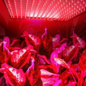 HQRP 660 nm 14W 225 LED Pure Red Grow Light Panel for Growing Flowers Orchids, Bonsai, Hibiscus, Saffrons + Hanging Kit