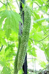 bitter gourd seeds,japanese long (asian vegetable) harvested young at 10-13" !(25 seeds)