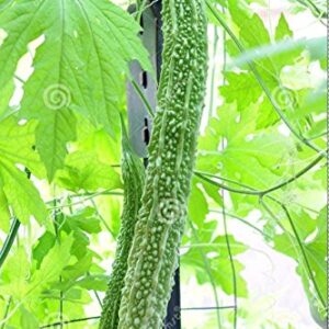 Bitter Gourd Seeds,Japanese Long (Asian vegetable) Harvested young at 10-13" !(25 Seeds)