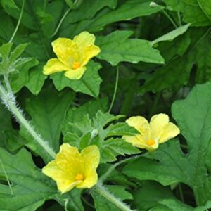 Bitter Gourd Seeds,Japanese Long (Asian vegetable) Harvested young at 10-13" !(25 Seeds)