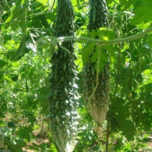 Bitter Gourd Seeds,Japanese Long (Asian vegetable) Harvested young at 10-13" !(25 Seeds)