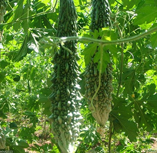 Bitter Gourd Seeds,Japanese Long (Asian vegetable) Harvested young at 10-13" !(25 Seeds)