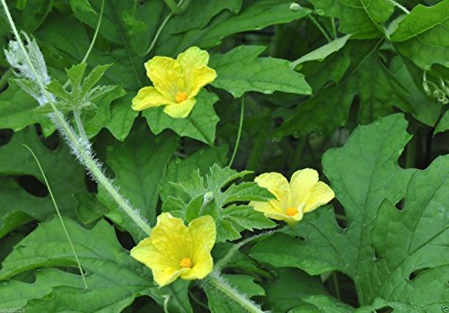 Bitter Gourd Seeds,Japanese Long (Asian vegetable) Harvested young at 10-13" !(25 Seeds)