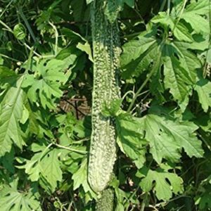 Bitter Gourd Seeds,Japanese Long (Asian vegetable) Harvested young at 10-13" !(25 Seeds)