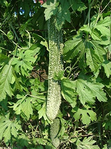 Bitter Gourd Seeds,Japanese Long (Asian vegetable) Harvested young at 10-13" !(25 Seeds)