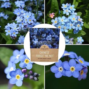 Chinese Forget Me Not Wildflower Seeds - Bulk 1 Ounce Packet - Over 5,500 Open Pollinated Seeds - Blue Cynoglossum amabile