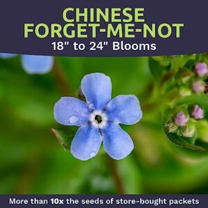 Chinese Forget Me Not Wildflower Seeds - Bulk 1 Ounce Packet - Over 5,500 Open Pollinated Seeds - Blue Cynoglossum amabile