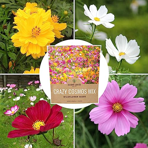 Cosmos Seeds Wildflower Mixture - Bulk 1 Ounce Packet - Over 5,000 Seeds - Pink, Yellow, Orange, Red, Purple and White Mixed Species!