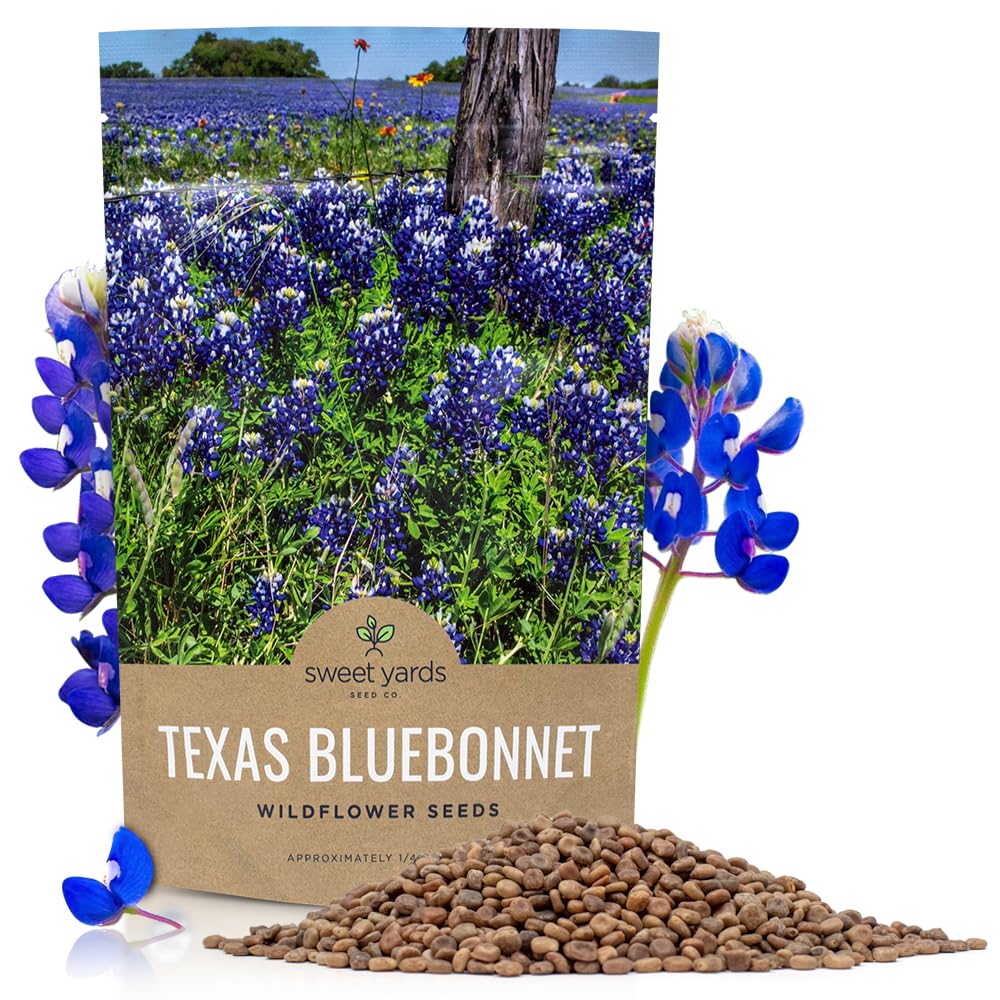 Texas Bluebonnet Wildflower Seeds - Bulk 1/2 Ounce Packet - Over 500 Native Seeds - Texas State Flower!