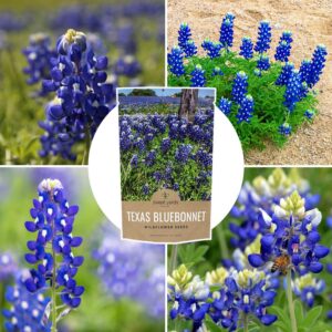 Texas Bluebonnet Wildflower Seeds - Bulk 1/2 Ounce Packet - Over 500 Native Seeds - Texas State Flower!