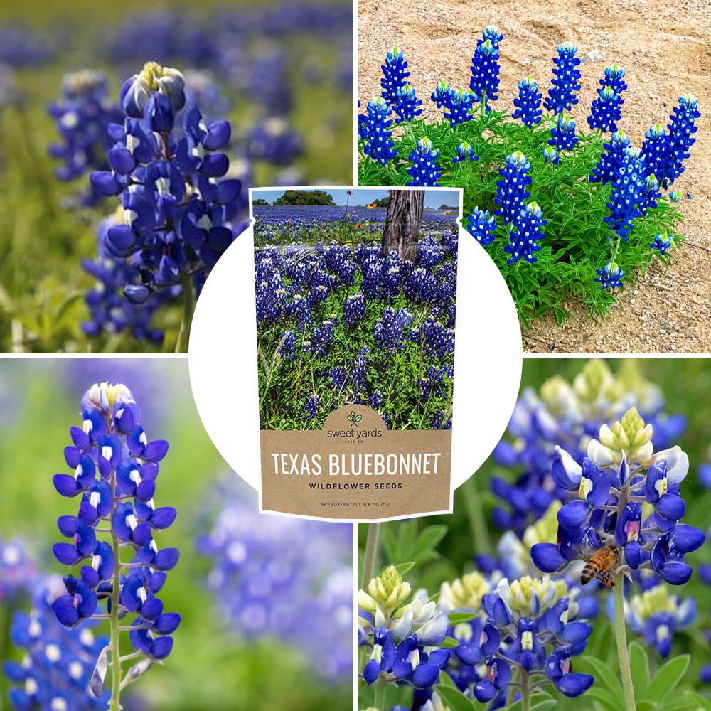 Texas Bluebonnet Wildflower Seeds - Bulk 1/2 Ounce Packet - Over 500 Native Seeds - Texas State Flower!