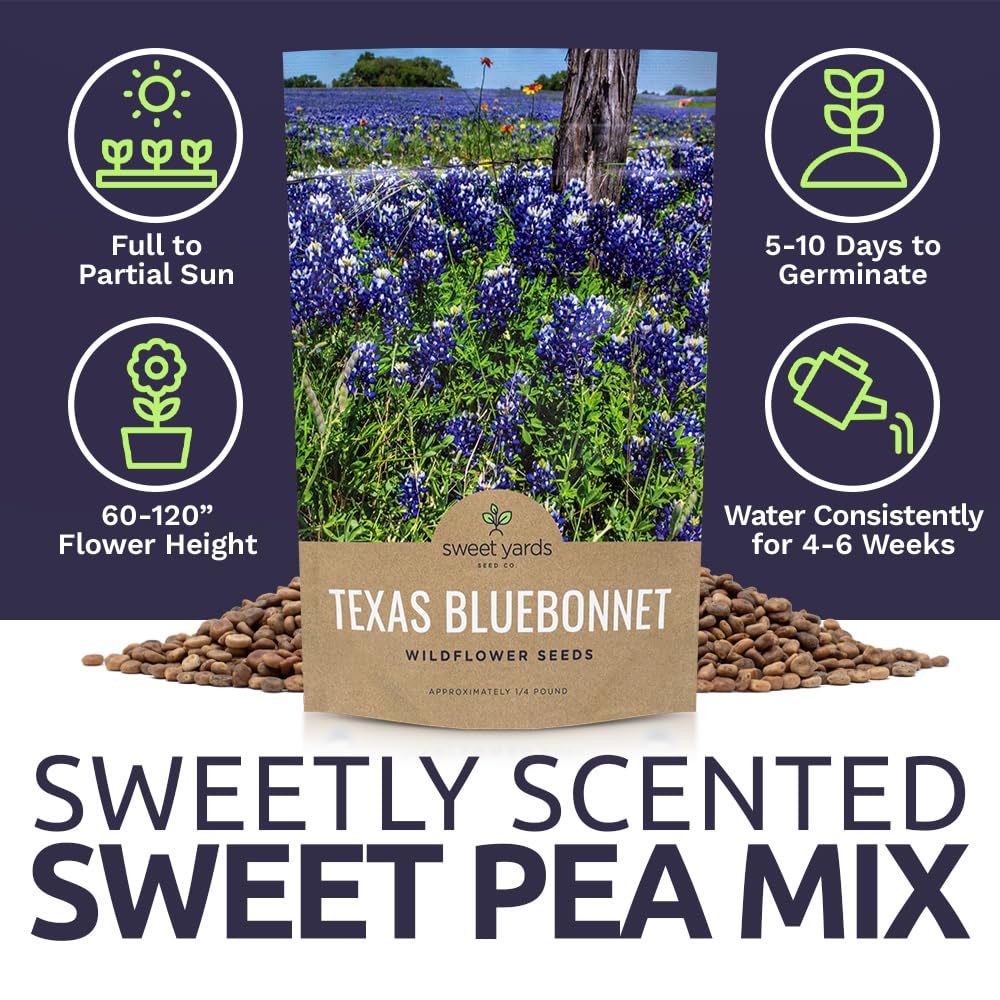 Texas Bluebonnet Wildflower Seeds - Bulk 1/2 Ounce Packet - Over 500 Native Seeds - Texas State Flower!