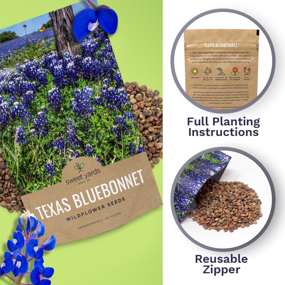 Texas Bluebonnet Wildflower Seeds - Bulk 1/2 Ounce Packet - Over 500 Native Seeds - Texas State Flower!