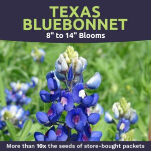 Texas Bluebonnet Wildflower Seeds - Bulk 1/2 Ounce Packet - Over 500 Native Seeds - Texas State Flower!