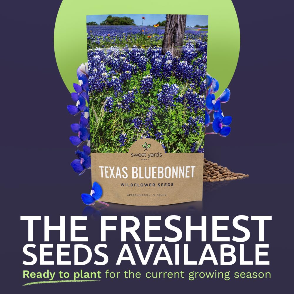 Texas Bluebonnet Wildflower Seeds - Bulk 1/2 Ounce Packet - Over 500 Native Seeds - Texas State Flower!