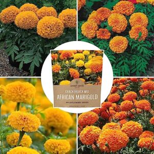 African Marigold Seeds Crackerjack Mix - Bulk 1 Ounce Packet - Over 10,000 Seeds - Huge Orange and Yellow Blooms