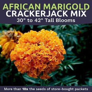 African Marigold Seeds Crackerjack Mix - Bulk 1 Ounce Packet - Over 10,000 Seeds - Huge Orange and Yellow Blooms