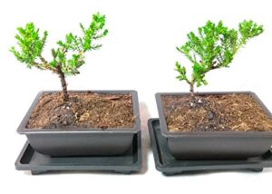 two japanese juniper bonsai tree plastic pot with tray 5" long