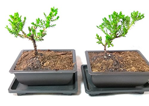 Two Japanese Juniper Bonsai Tree Plastic pot with tray 5" long