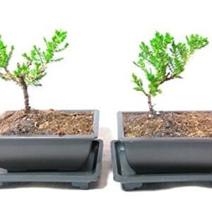 Two Japanese Juniper Bonsai Tree Plastic pot with tray 5" long