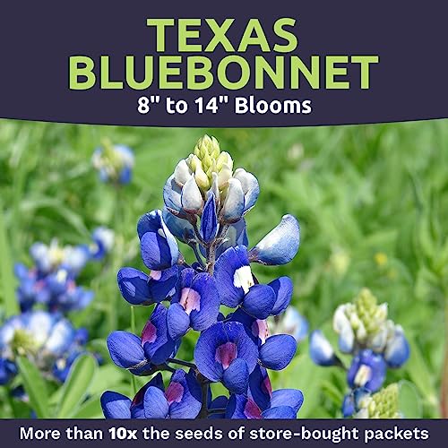 Texas Bluebonnet Wildflower Seeds - Bulk 1/4 Pound Bag - Over 4,000 Native Seeds - Texas State Flower!