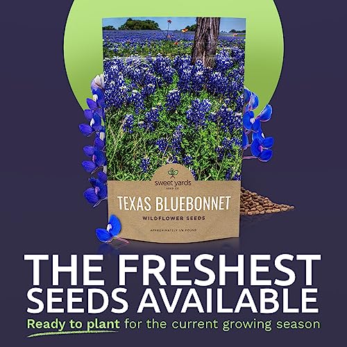Texas Bluebonnet Wildflower Seeds - Bulk 1/4 Pound Bag - Over 4,000 Native Seeds - Texas State Flower!