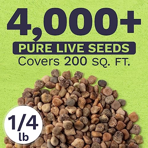 Texas Bluebonnet Wildflower Seeds - Bulk 1/4 Pound Bag - Over 4,000 Native Seeds - Texas State Flower!